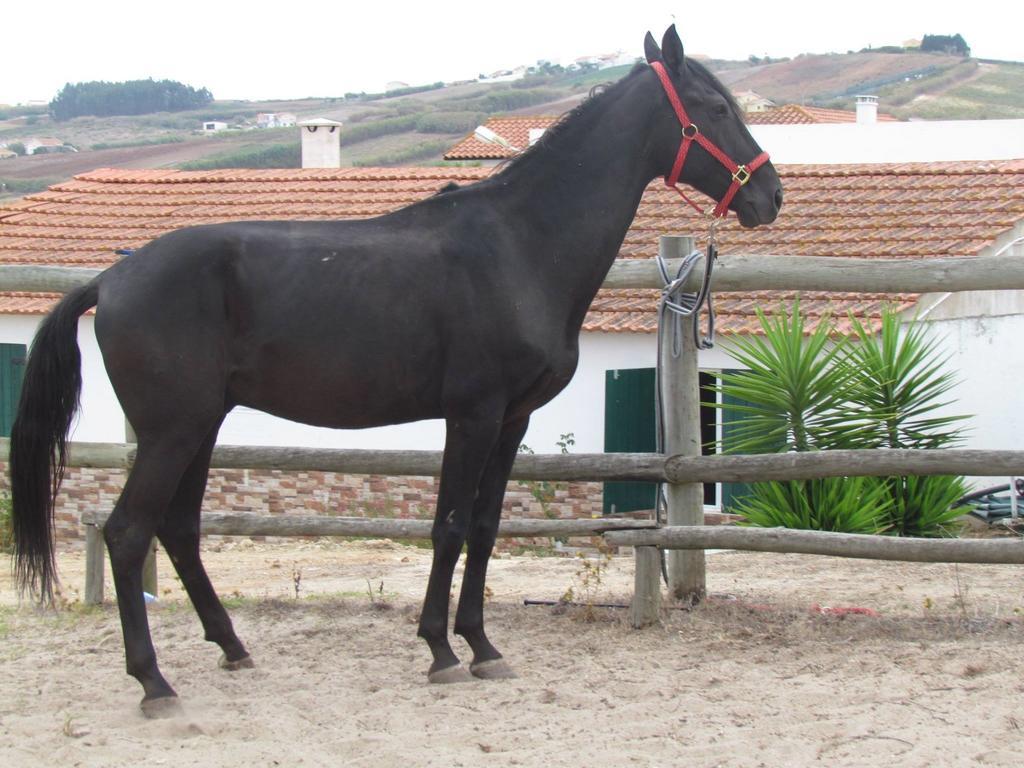 Quinta Do Forno ξενώνας Maçeira Εξωτερικό φωτογραφία
